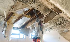 Best Mold Damage Restoration  in Rutland, VT